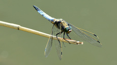 Blaugrüne Mosaikjungfer (13).jpg